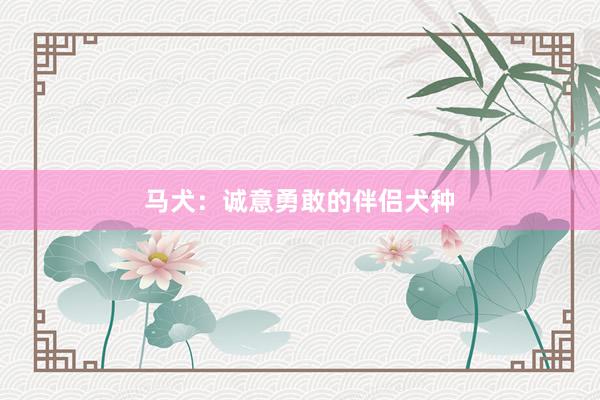 马犬：诚意勇敢的伴侣犬种
